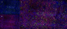 Anti Mouse CD13 Antibody, clone R3-63 gallery image 8