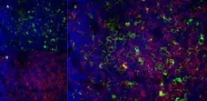 Anti Mouse CD13 Antibody, clone R3-63 gallery image 9
