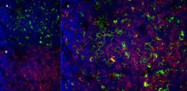Anti Mouse CD13 Antibody, clone R3-63 gallery image 9