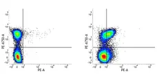 Anti Mouse CD150 Antibody, clone 9D1 gallery image 1