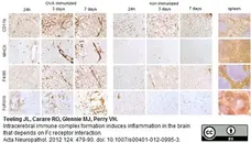 Anti Mouse CD16/CD32 Antibody, clone FCR4G8 gallery image 1