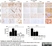 Anti Mouse CD16/CD32 Antibody, clone FCR4G8 thumbnail image 1