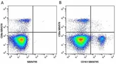 Anti Mouse CD161 / NK1.1 Antibody, clone PK136 gallery image 17