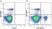 Anti Mouse CD161 / NK1.1 Antibody, clone PK136 thumbnail image 17