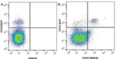 Anti Mouse CD161 / NK1.1 Antibody, clone PK136 gallery image 4