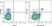Anti Mouse CD161 / NK1.1 Antibody, clone PK136 thumbnail image 4