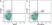 Anti Mouse CD161 / NK1.1 Antibody, clone PK136 thumbnail image 9