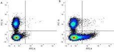 Anti Mouse CD169 antibody, clone 3D6.112 gallery image 1