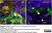 Anti Mouse CD169 antibody, clone 3D6.112 thumbnail image 10