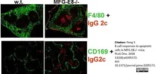 Anti Mouse CD169 antibody, clone 3D6.112 gallery image 11