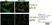 Anti Mouse CD169 antibody, clone 3D6.112 thumbnail image 11