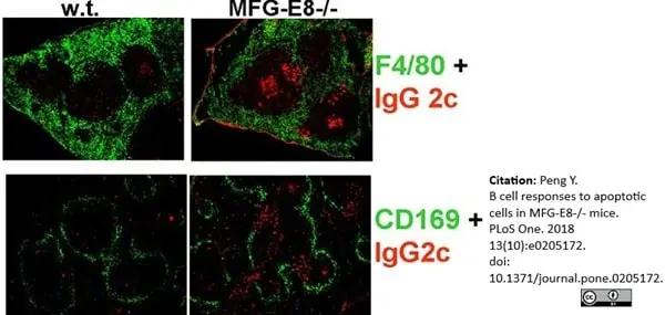 Anti Mouse CD169 antibody, clone 3D6.112 gallery image 11