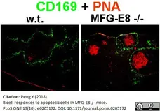 Anti Mouse CD169 antibody, clone 3D6.112 gallery image 12