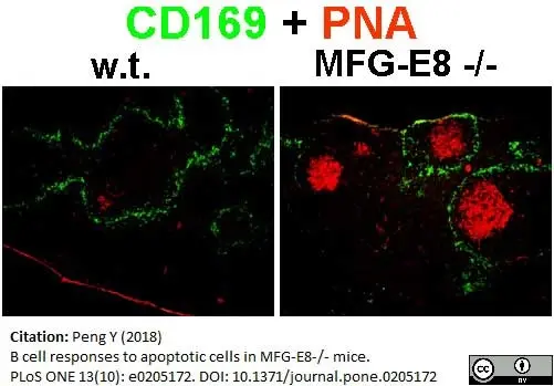 Anti Mouse CD169 antibody, clone 3D6.112 gallery image 12