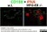 Anti Mouse CD169 antibody, clone 3D6.112 thumbnail image 12