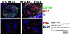 Anti Mouse CD169 antibody, clone 3D6.112 gallery image 13