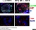Anti Mouse CD169 antibody, clone 3D6.112 thumbnail image 13