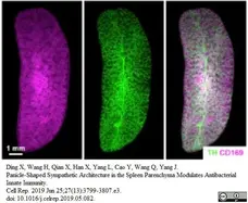 Anti Mouse CD169 antibody, clone 3D6.112 gallery image 14