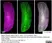 Anti Mouse CD169 antibody, clone 3D6.112 thumbnail image 14