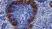 Anti Mouse CD169 antibody, clone 3D6.112 thumbnail image 15