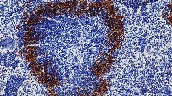 Anti Mouse CD169 antibody, clone 3D6.112 gallery image 15