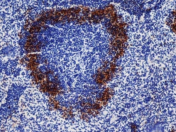Anti Mouse CD169 antibody, clone 3D6.112 thumbnail image 15