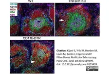 Anti Mouse CD169 antibody, clone 3D6.112 gallery image 16