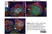 Anti Mouse CD169 antibody, clone 3D6.112 thumbnail image 16