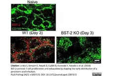 Anti Mouse CD169 antibody, clone 3D6.112 gallery image 17