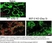 Anti Mouse CD169 antibody, clone 3D6.112 thumbnail image 17