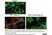 Anti Mouse CD169 antibody, clone 3D6.112 thumbnail image 17