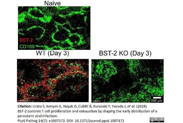 Anti Mouse CD169 antibody, clone 3D6.112 gallery image 17