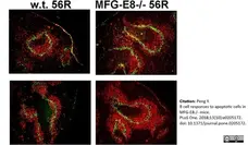 Anti Mouse CD169 antibody, clone 3D6.112 gallery image 18