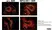 Anti Mouse CD169 antibody, clone 3D6.112 thumbnail image 18