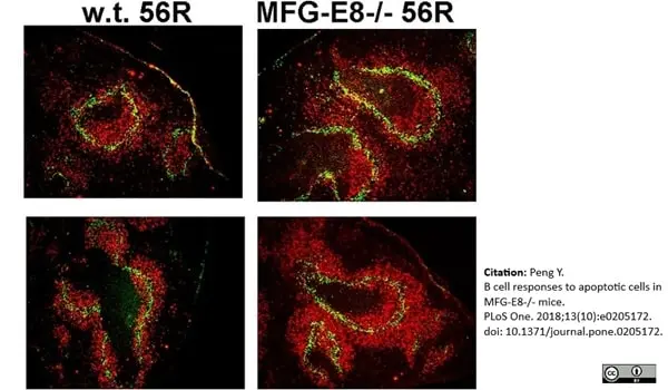 Anti Mouse CD169 antibody, clone 3D6.112 gallery image 18