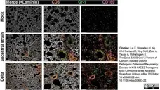 Anti Mouse CD169 antibody, clone 3D6.112 gallery image 19