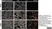 Anti Mouse CD169 antibody, clone 3D6.112 thumbnail image 19