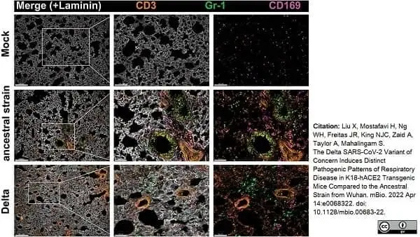 Anti Mouse CD169 antibody, clone 3D6.112 gallery image 19