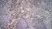 Anti Mouse CD169 antibody, clone 3D6.112 thumbnail image 2
