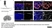 Anti Mouse CD169 antibody, clone 3D6.112 thumbnail image 20
