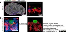 Anti Mouse CD169 antibody, clone 3D6.112 gallery image 21