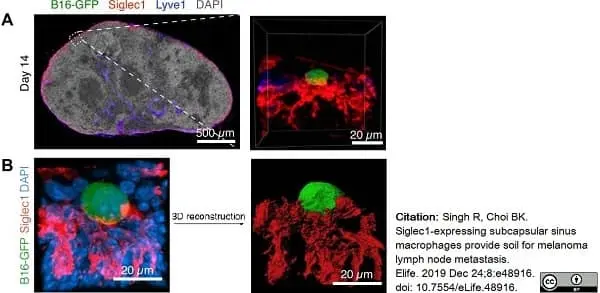 Anti Mouse CD169 antibody, clone 3D6.112 gallery image 21