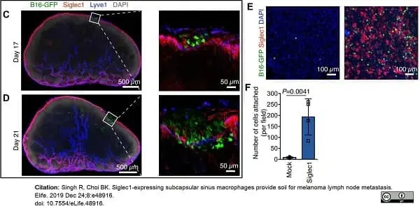 Anti Mouse CD169 antibody, clone 3D6.112 gallery image 22