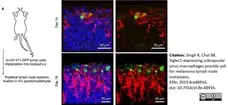 Anti Mouse CD169 antibody, clone 3D6.112 gallery image 23