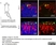 Anti Mouse CD169 antibody, clone 3D6.112 thumbnail image 23