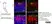 Anti Mouse CD169 antibody, clone 3D6.112 thumbnail image 23
