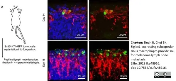 Anti Mouse CD169 antibody, clone 3D6.112 gallery image 23