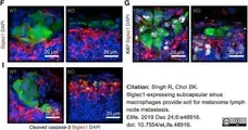 Anti Mouse CD169 antibody, clone 3D6.112 gallery image 24