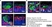 Anti Mouse CD169 antibody, clone 3D6.112 thumbnail image 24