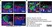 Anti Mouse CD169 antibody, clone 3D6.112 thumbnail image 24
